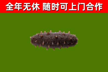 白银烟酒回收干海参.jpg